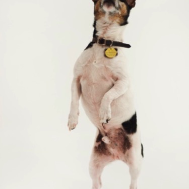 Small black, brown and white dog seated in profile and looking upward against a seamless white studio background during a professional pet portrait photography session by Kay Fritze of Fritze Media