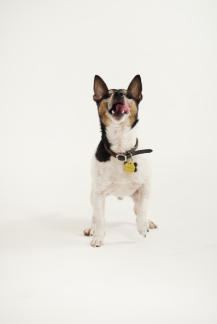 Small black, brown and white dog sitting upright and facing the camera against a seamless white studio background during a professional pet portrait photography session by Kay Fritze of Fritze Media