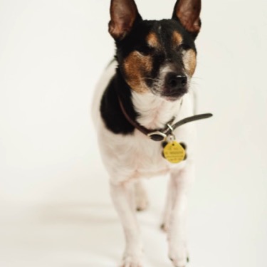 Small black, brown and white dog standing upright on its hind legs against a seamless white studio background during a playful professional pet portrait photography session by Kay Fritze of Fritze Media
