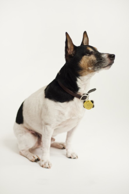 Small black, brown and white dog seated in profile and looking upward against a seamless white studio background during a professional pet portrait photography session by Kay Fritze of Fritze Media