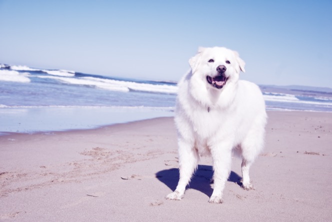 Fluffy white Great Pyrenees dog standing on a sandy beach with the ocean in the background during an outdoor professional pet portrait photography session by Kay Fritze of Fritze Media