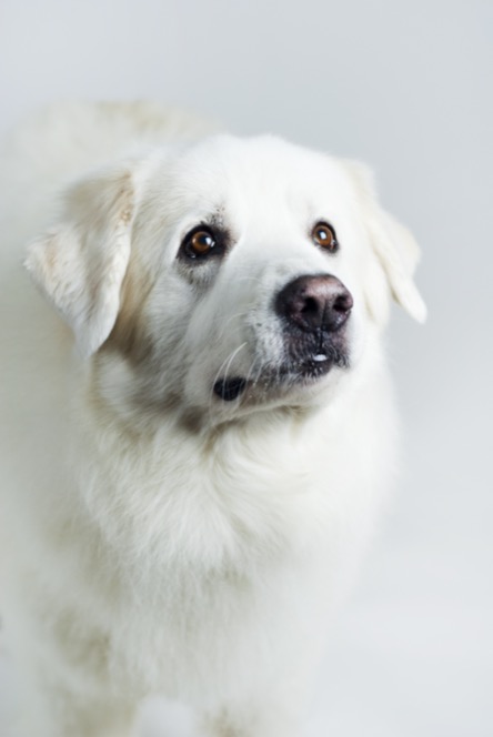 Close-up portrait of a large fluffy white Great Pyrenees dog looking toward the camera against a bright neutral background during a professional pet portrait photography session by Kay Fritze of Fritze Media