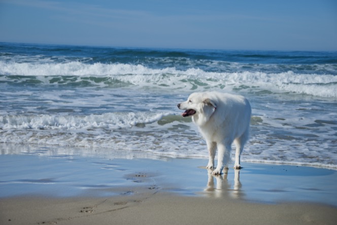 Fluffy white Great Pyrenees dog walking along the shoreline with ocean waves in the background during an outdoor professional pet photography session by Kay Fritze of Fritze Media
