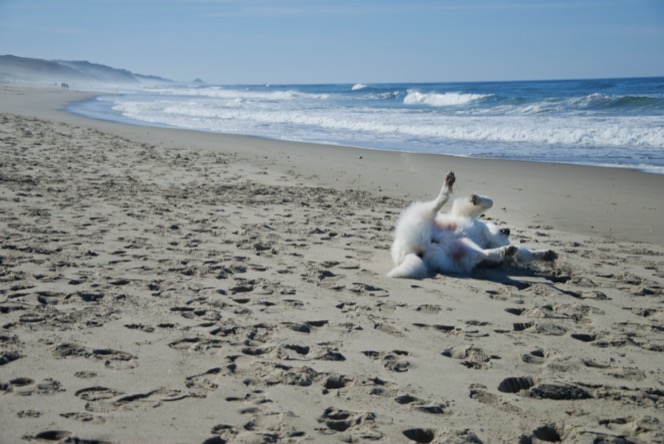 Fluffy white Great Pyrenees dog playfully rolling in the sand beside the ocean during an outdoor professional pet photography session by Kay Fritze of Fritze Media