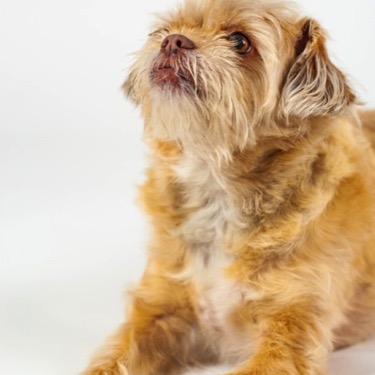Pet shih tzu laying on his belly looking upwards, posed on a white backdrop for a professional portrait photography session
