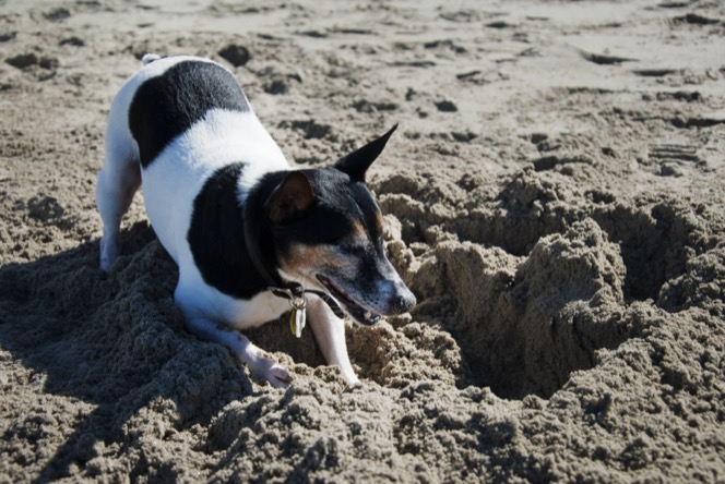 Small black and white Rat Terrier dog digging enthusiastically in the sand on a beach during an outdoor professional pet photography session by Kay Fritze of Fritze Media