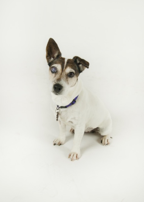 Small white and brown Jack Russell dog sitting and looking toward the camera against a clean white studio background during a professional pet portrait photography session by Kay Fritze of Fritze Media