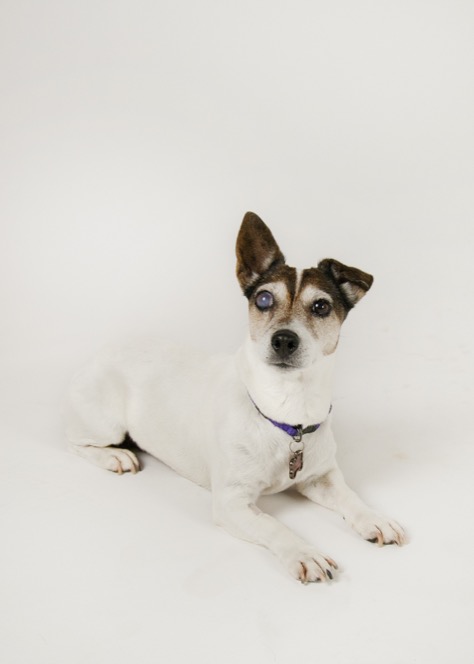 Pet Jack Russell breed female laying on her belly, posed on a white backdrop for a professional portrait photography session