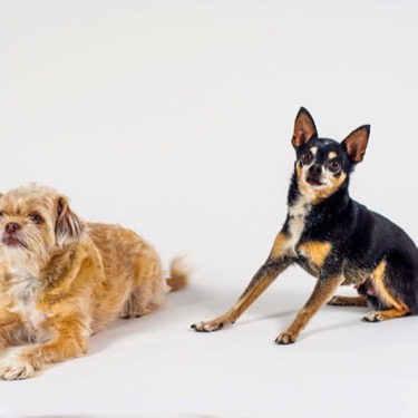 A shih tzu and a chihuahua posed on a white backdrop for a professional portrait photography session