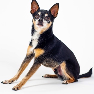 Pet chihuahua posed on a white backdrop for a professional portrait photography session