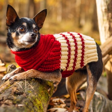 Pet chihuahua in a red sweater photographed outdoors during a professional portrait photography session