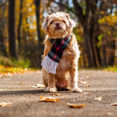 Pet shih tzu in a plaid scarf posed on a walking trail in the woods for a professional portrait photography session