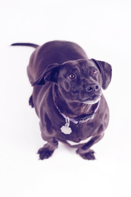 Small black, brown and white Labrador mixed breed dog standing attentively against a seamless white studio background during a professional pet portrait photography session by Kay Fritze of Fritze Media