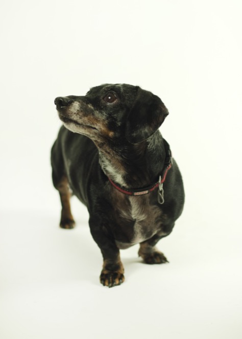 Small black Dachsund dog looking directly toward the camera against a bright studio background during a professional pet portrait photography session by Kay Fritze of Fritze Media
