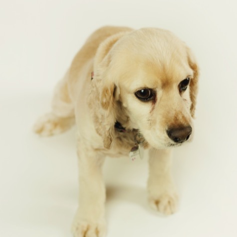 Cream-colored Cocker Spaniel standing and looking toward the camera against a seamless white background during a professional studio pet portrait photography session by Kay Fritze of Fritze Media