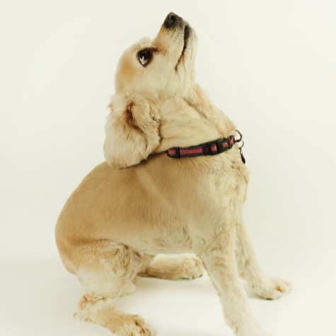 Cream-colored Cocker Spaniel sitting in profile and looking upward against a seamless white background during a professional studio pet portrait photography session by Kay Fritze of Fritze Media